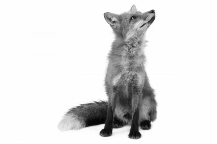 fox fox