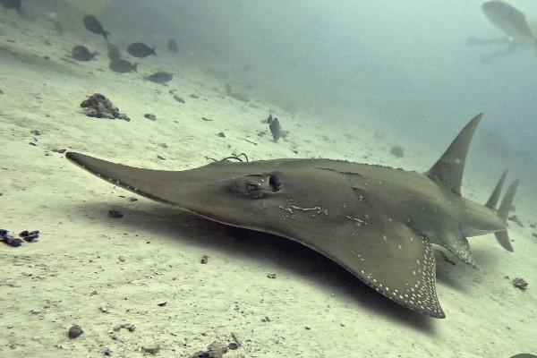 guitar shark