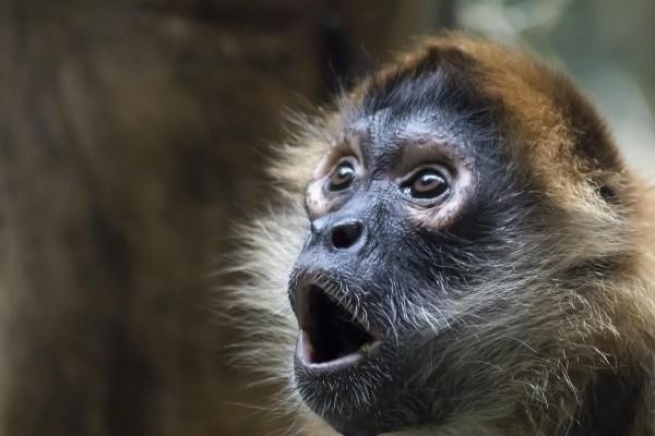 ape pic 2